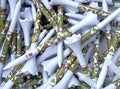 TRUESTRIKE Premium USA Golf Tees – 100-Pack Durable 3¼" / 2¾" Plastic Tees – Made in USA – Perfect Holiday Golf Gift